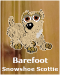 Barefoot Snowshoe Scottie